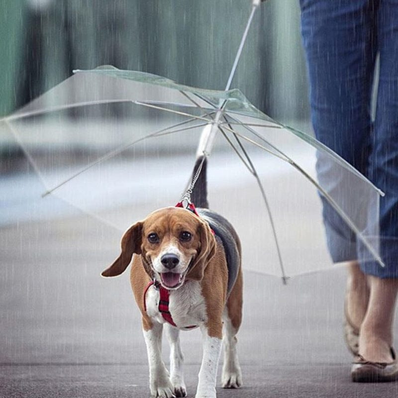Rainproof Umbrella Dog Leash For Small Dogs - craftmasterslate
